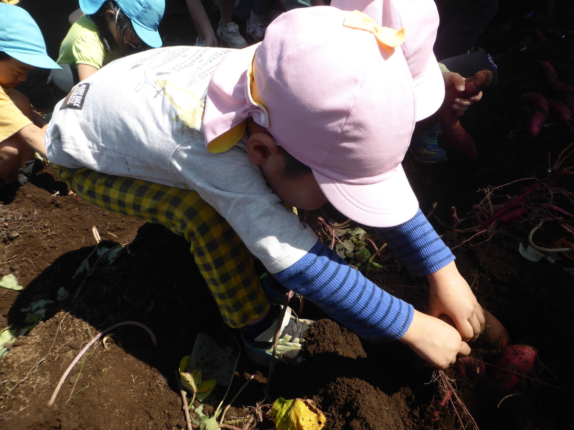 さつまいも掘りの画像1枚目