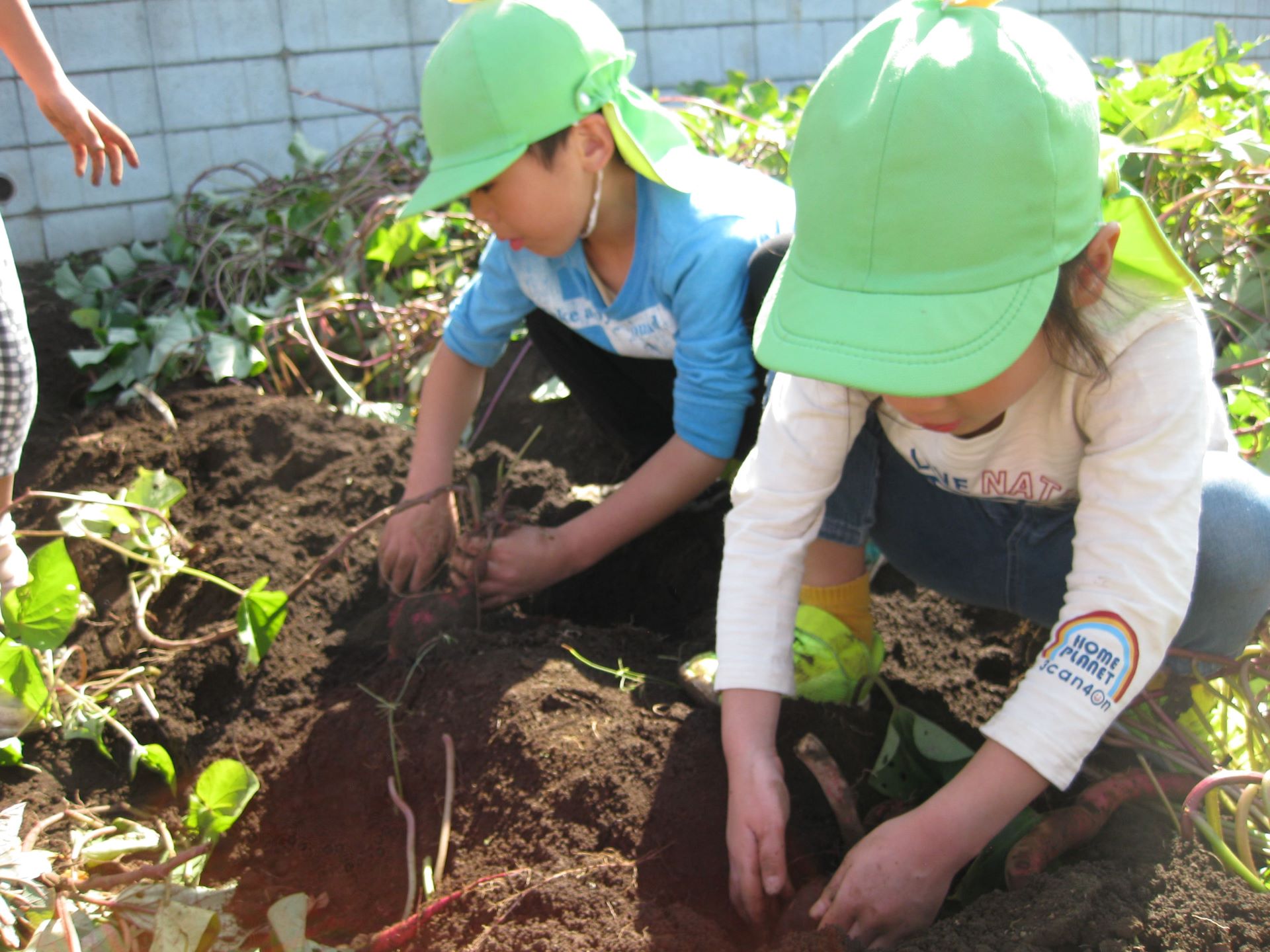 さつまいも掘りの画像2枚目
