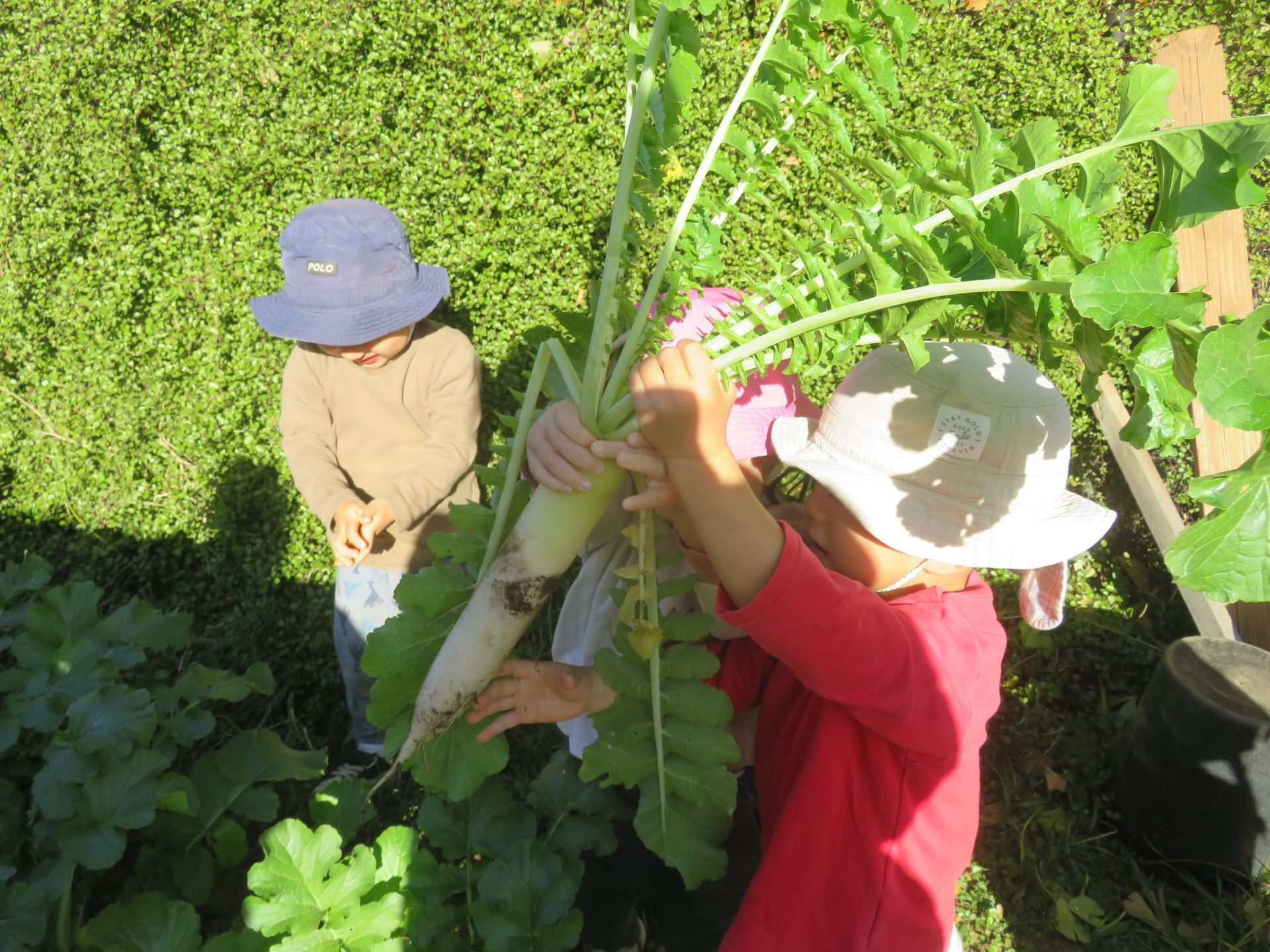 大根の収穫の画像1枚目